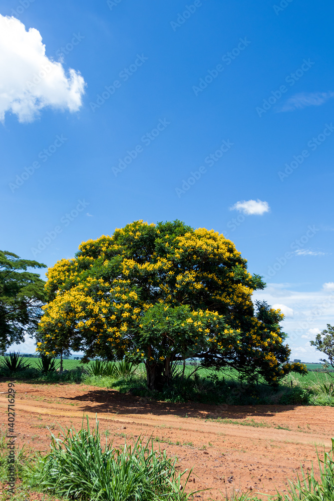 Fototapeta premium Árvore frondosa com flores amarelas e céu azul. 