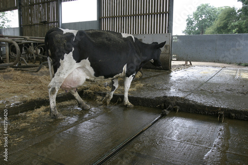 Obraz na płótnie Dairy cow walking in a barn, UK
