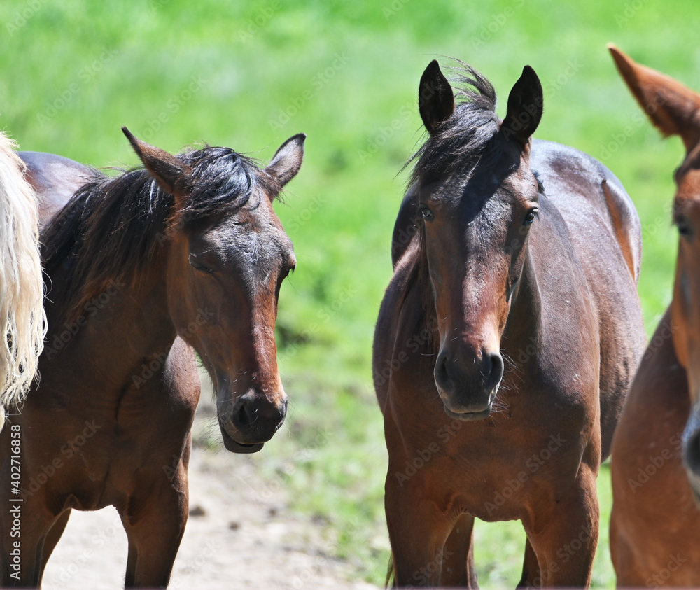 Fototapeta premium Standing Horses