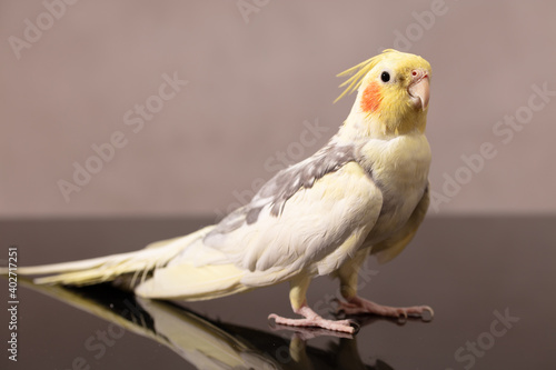 portrait of a parrot corella with pink cheeks and a tuft on his head