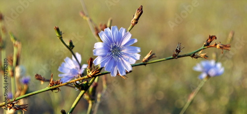 Photo of chicory flowers (Cichorium intybus) closeup. Blue daisy, blue dandelion, blue sailors.