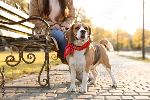 Fototapeta Naklejka Na Ścianę i Meble -  Woman walking her cute Beagle dog in autumn park