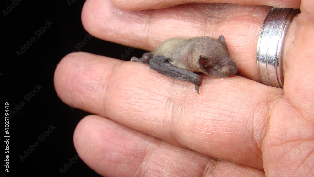 Obraz premium Exotic veterinarian examines baby bat. Animals accused of coronavirus, mammals. wildlife vet. surgery. Birth of new life, newborn, cute babies, wild nature. Veterinary medicine, pet. Animal diseases