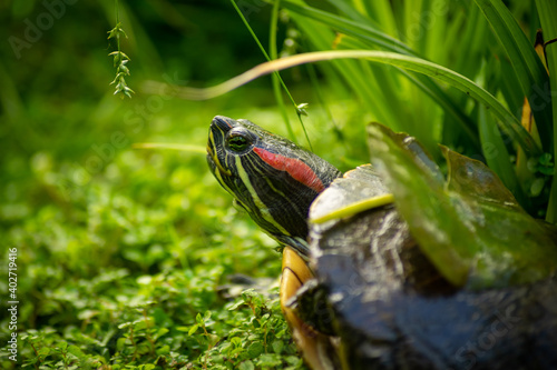 close-up of a red-eared slider in a beautiful green environment. the head of the turtle has characteristic red stripe around its ears © mathilde