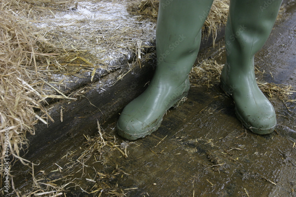 Close up of green wellington boots being worn on a dairy farm UK