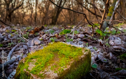 clay brick lies in autumn wet grass, brick is overgrown with moss