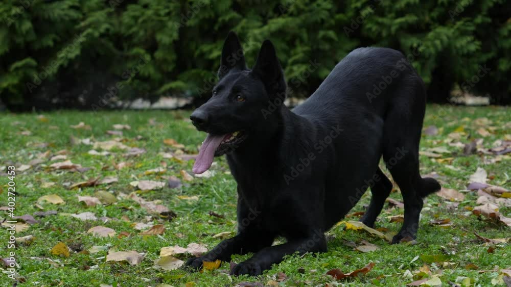 A trained German shepherd in an autumn park, preparing to jump, dropped on its front paws and froze in this position. Then the dog lies down and stands up to its full height. Close up. Slow motion. A trained German shepherd in an autumn park, preparing to jump, dropped on its front paws and froze in this position. Then the dog lies down and stands up to its full height. Close up. Slow motion.