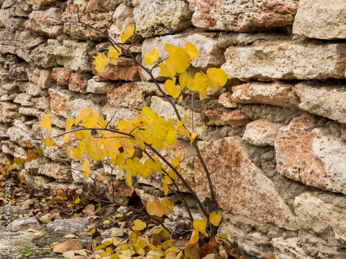 Old stone wall background with autumn plant with yellow leaves.