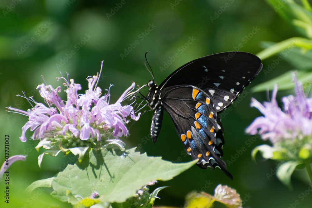 Butterfly 2019-253 / Spicebush Swallowtail (Papilio Troilus) Butterfly 2019-253 / Spicebush Swallowtail (Papilio Troilus)