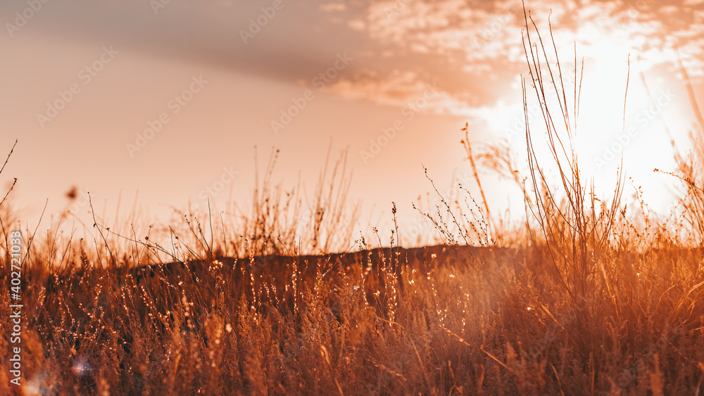 wildflowers and grass in the field at sunset wildflowers and grass in the field at sunset