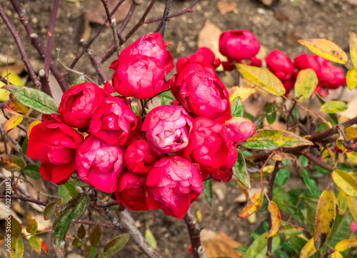 Colors of Autumn and Winter rose bush with red roses still blooming in the garden.