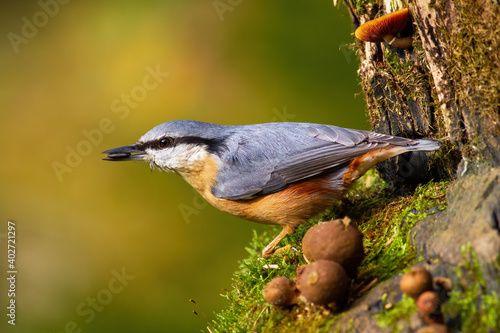 Eurasian nuthatch, sitta europaea, holding a sunflower seed in a beak in garden during spring season. Little wild bird feeding on tree trunk from side. Animal in nature with green blurred background. photo