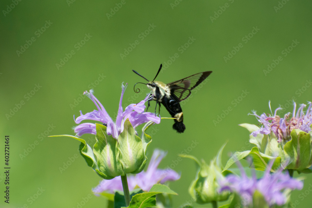 Butterfly 2020-10 / Snowberry Clearwing (Hemaris diffinis) Butterfly 2020-10 / Snowberry Clearwing (Hemaris diffinis)