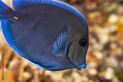 Side view of a Blue Tang Surgeonfish photo