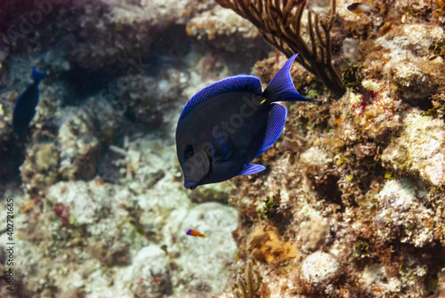 Side view of a Blue Tang Surgeonfish