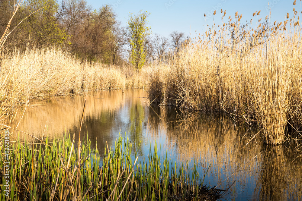 the river is completely overgrown with reeds the river is completely overgrown with reeds