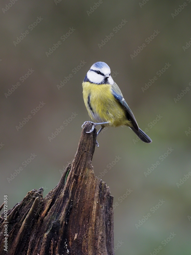 Fototapeta premium Blue tit, Cyanistes caeruleus