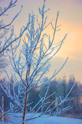 winter landscape, tree branch covered with snow at dawn background © Inga