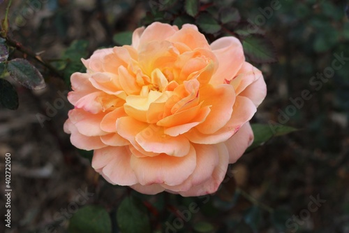Coral Orange Pink Blooming Rose in Garden 