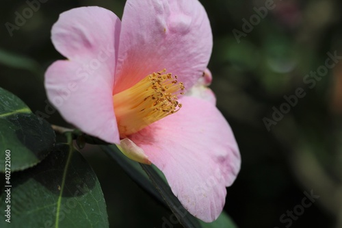 Blooming Pink Camellia Plant Against Green Leaves