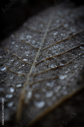 Wassertropfen auf Blatt