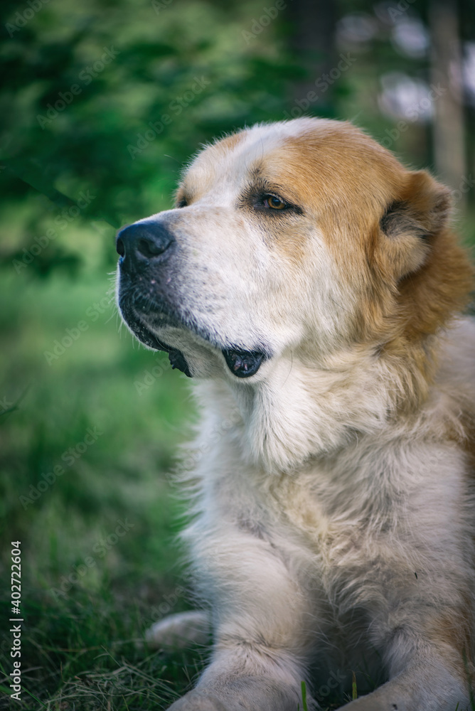 Portrait of a Central Asian Shepherd Dog close-up in the summer forest.
