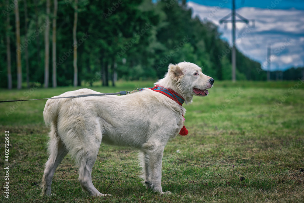 Portrait of a Central Asian Shepherd Dog close-up in the summer forest.
Portrait of a Central Asian Shepherd Dog close-up in the summer forest.