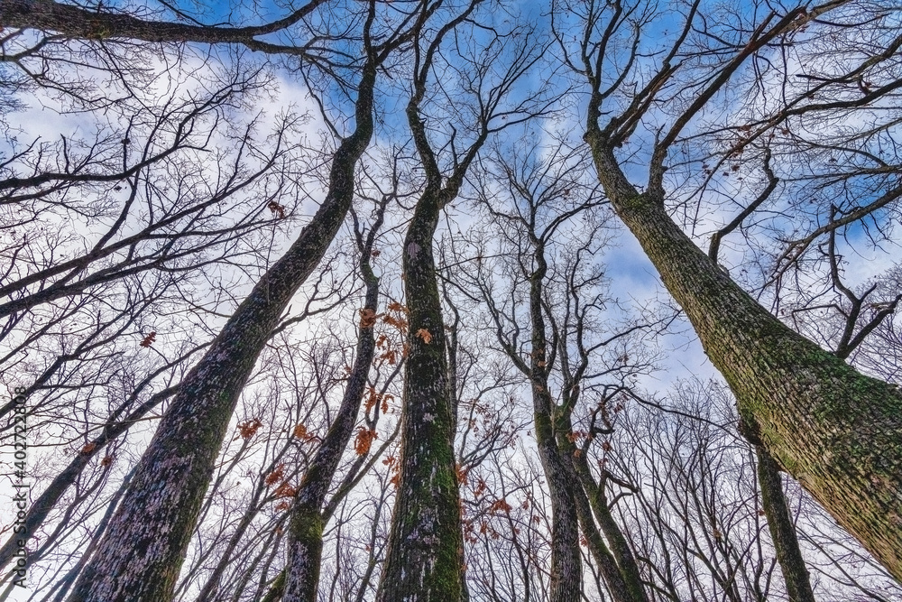 Fototapeta premium trees and sky