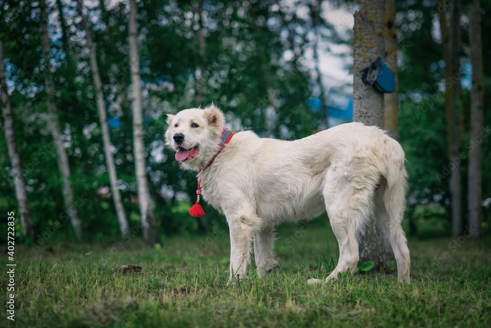 Portrait of a Central Asian Shepherd Dog close-up in the summer forest.
