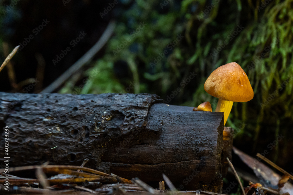 Little mushroom in the green forest