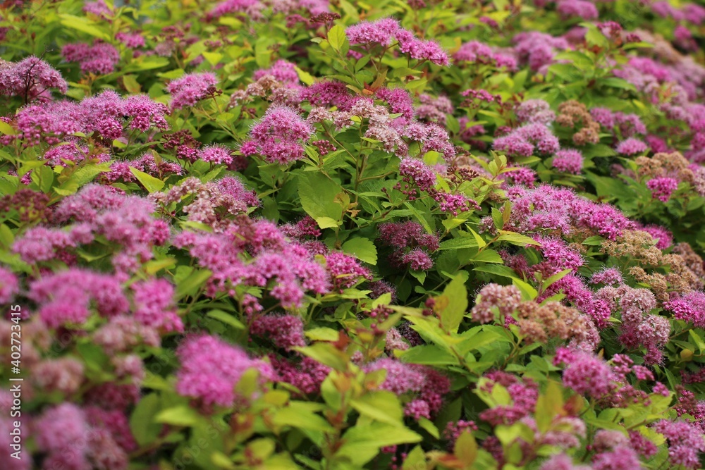 Obraz premium Purple and green Spirea Goldmound shrub 