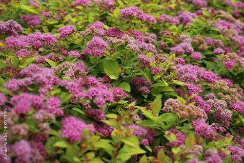 Purple and green Spirea Goldmound shrub 