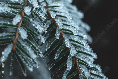Frostiger Tannenzweig