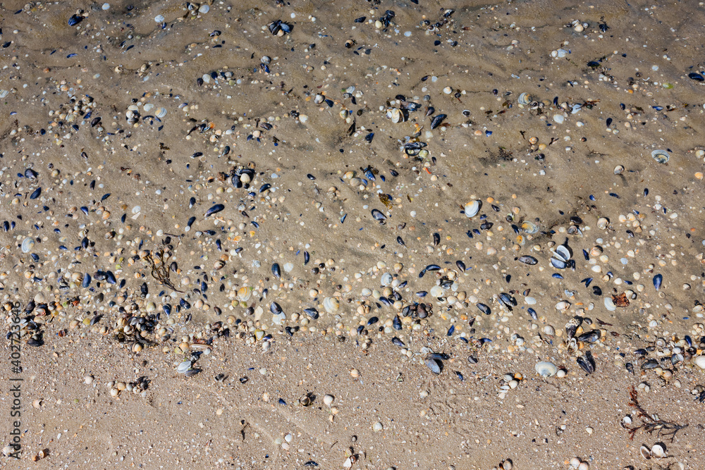 Lots of seashells on a paved beach Lots of seashells on a paved beach