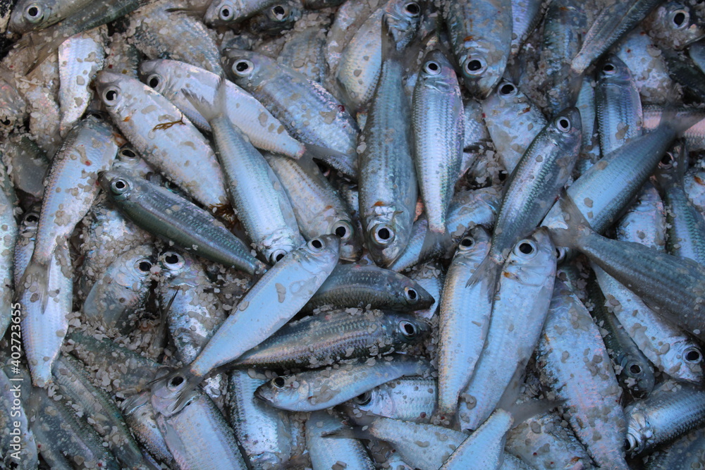 Island Anguilla in the Caribbean, bucket full of bigeye scad (selar crumenophthalmus) freshly fished on Anguilla Island Anguilla in the Caribbean, bucket full of bigeye scad (selar crumenophthalmus) freshly fished on Anguilla