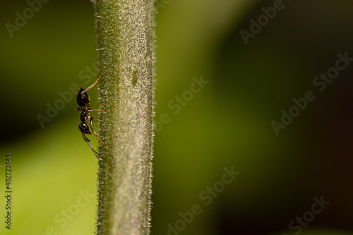 Little ant walking on a green leaf © Cecilia