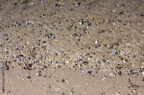 Lots of seashells on a paved beach