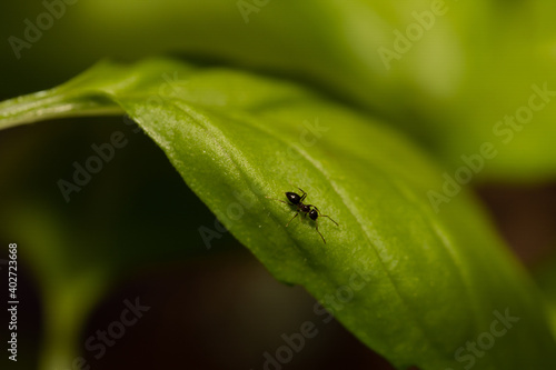 Little ant walking on a green leaf