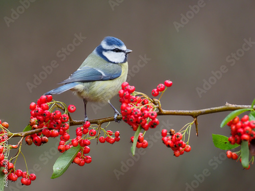 Blue tit, Cyanistes caeruleus photo