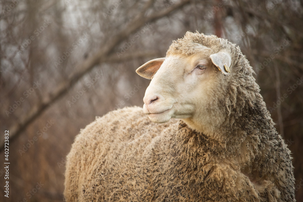 Sheep in nature on meadow. Farming outdoor..