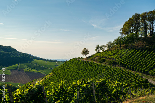 Vineyard by Castell 