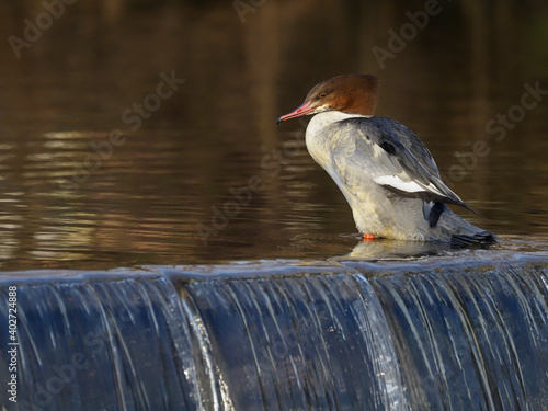 Goosander, Mergus merganser,