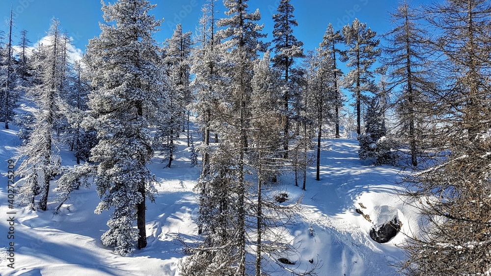 Fototapeta premium snow covered trees