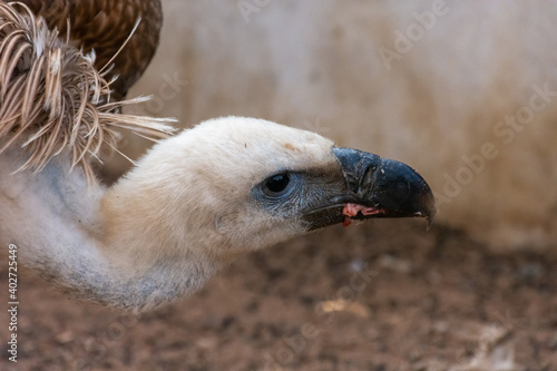 Griffon vulture, Gyps fulvus photo