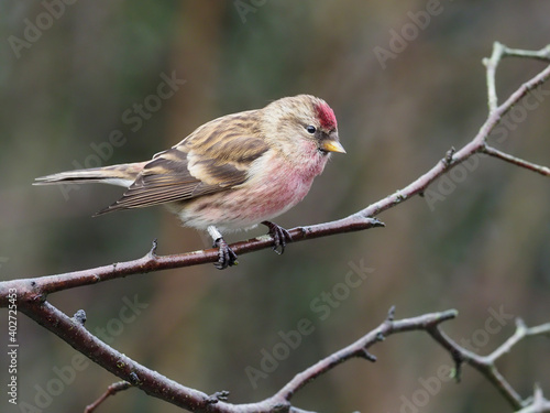 Lesser redpoll, Acanthis cabaret photo