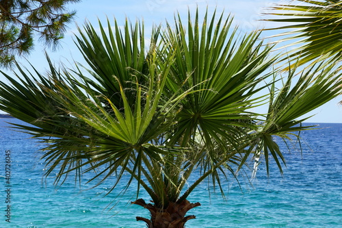 California fan palm tree or Washingtonia filifera, in common know as desert fan palm