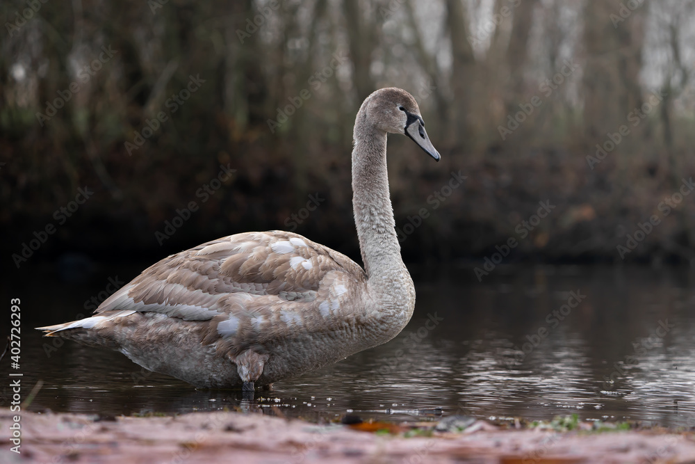 Obraz premium Beautiful swan