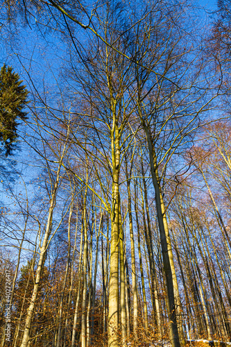 Beautiful white winter forest wonderland scenery in Lower Saxony Germany on a cold sunny day with clear blue sky.