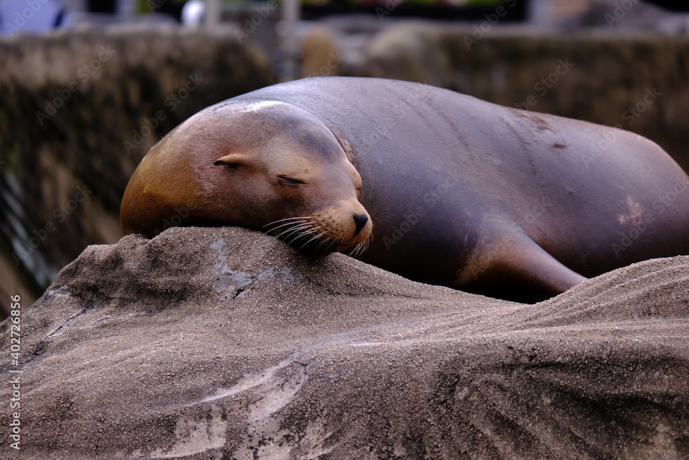 Fototapeta premium SeaLion