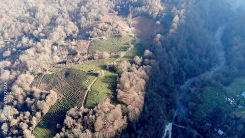 Drone Shot of top view on green tea plantation in winter. 4k